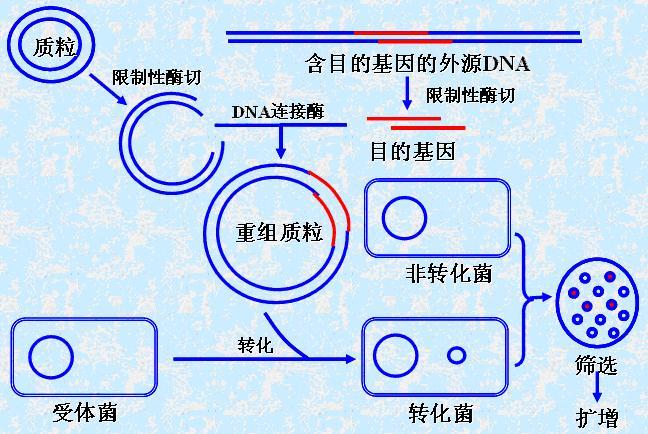重组DNA技术发生在何处?-图2 重组DNA技术发生在何处?-图2