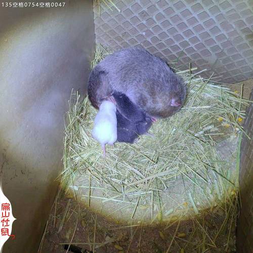 2025竹鼠种苗价格多少钱一只？-图2