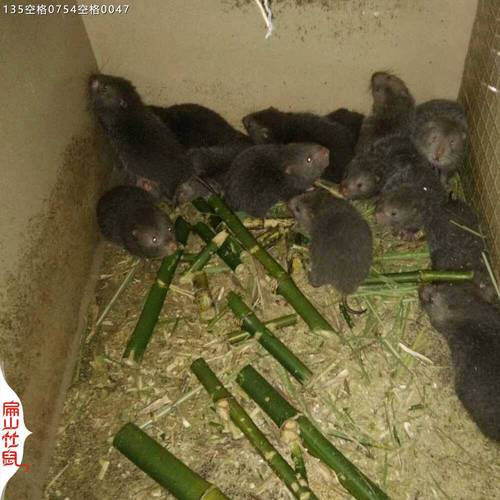 2025竹鼠种苗价格多少钱一只？-图3