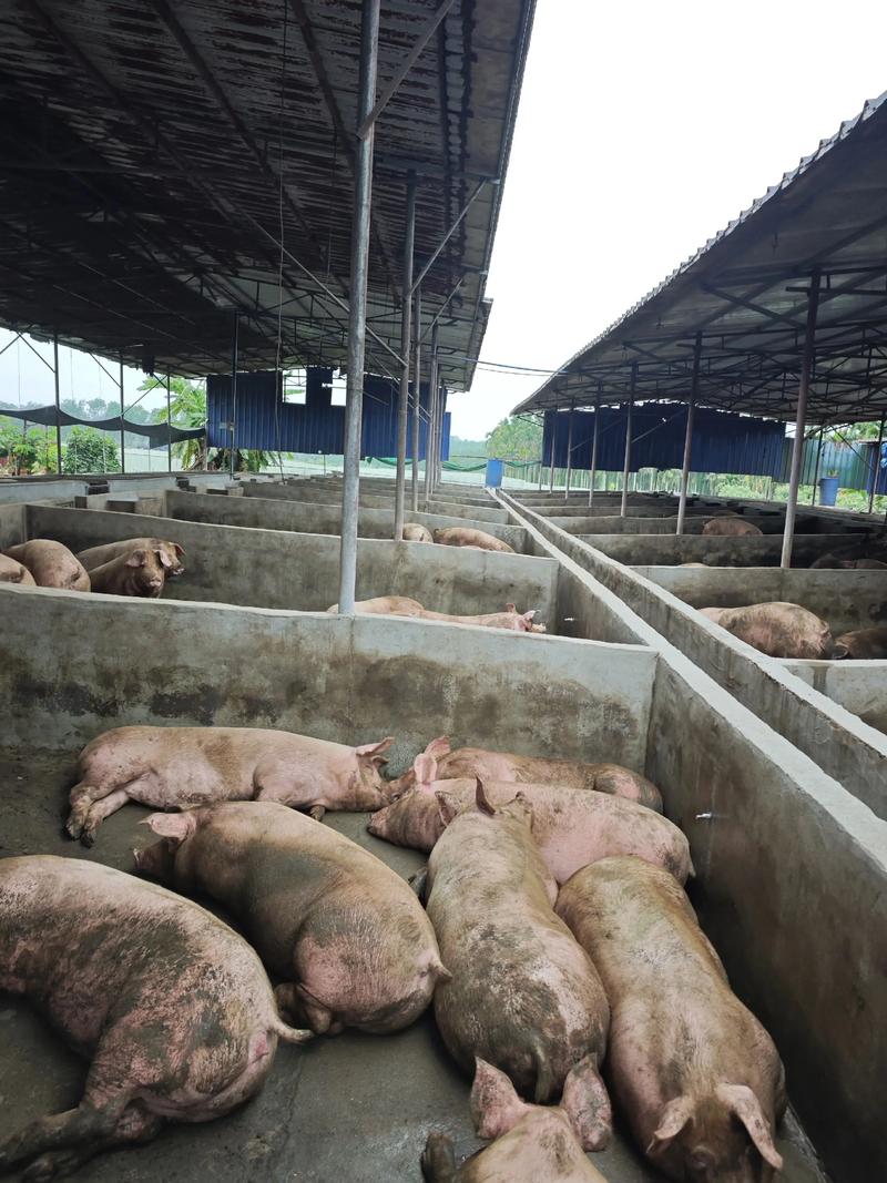 养猪技术视频全集，新手如何快速入门？-图1