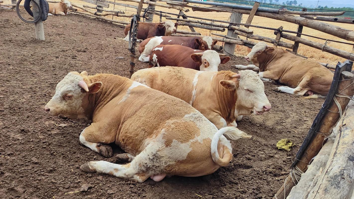 营城子西门塔尔牛多少钱一头？-图1