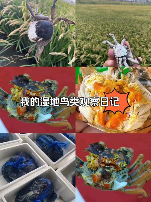 辽宁盘锦河蟹今日价格多少钱一斤？-图2