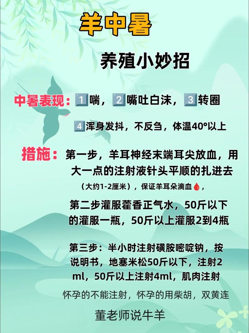 羔羊饲养管理有哪些技术要点？-图2