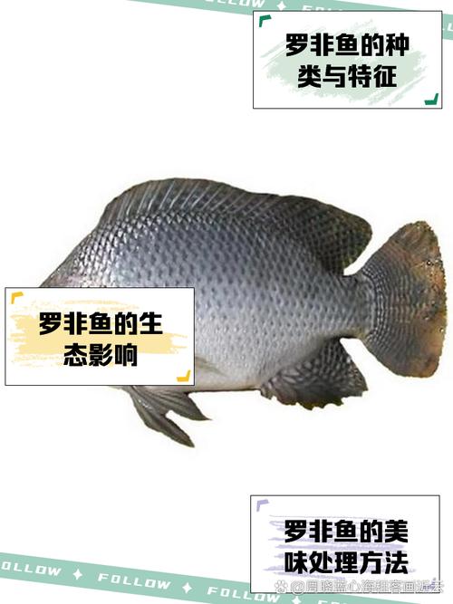 武昌鱼和罗非鱼，价格差多少？-图2