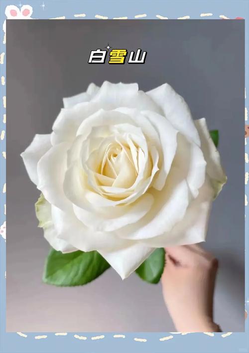 白色玫瑰品种有哪些？-图2