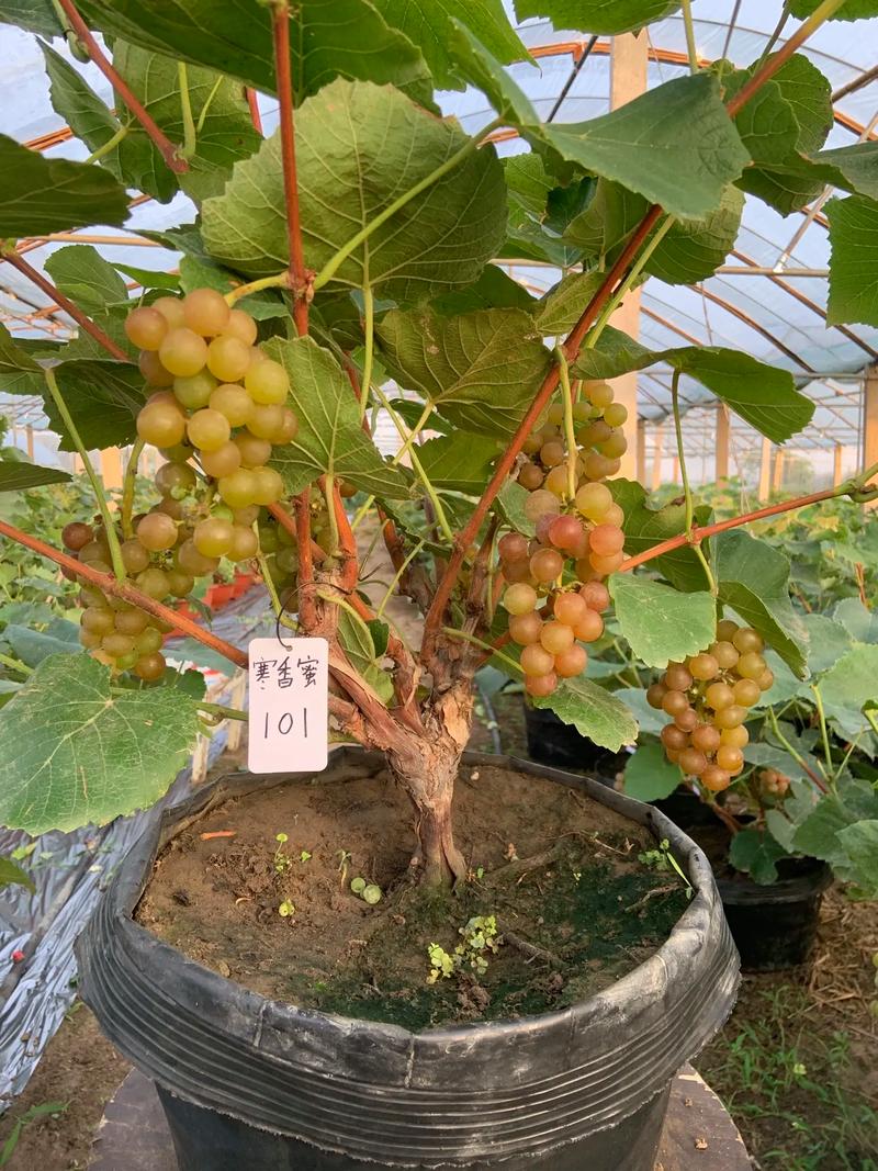 葡萄盆栽什么品种最好？-图1