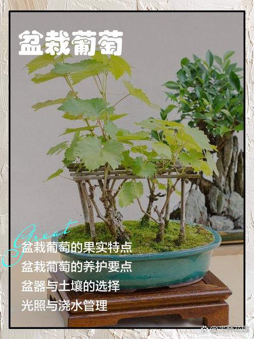 葡萄盆栽什么品种最好？-图3