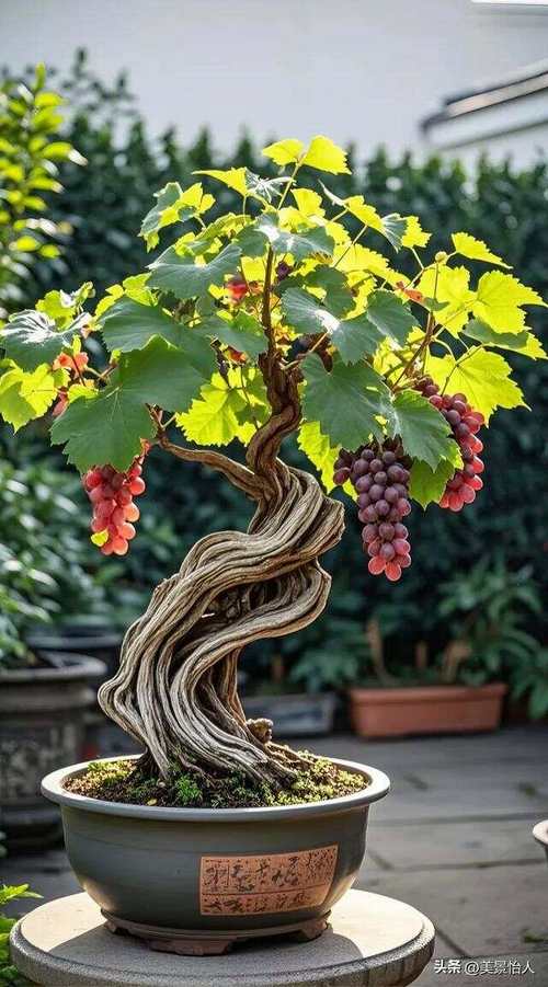 葡萄盆栽什么品种最好？-图2