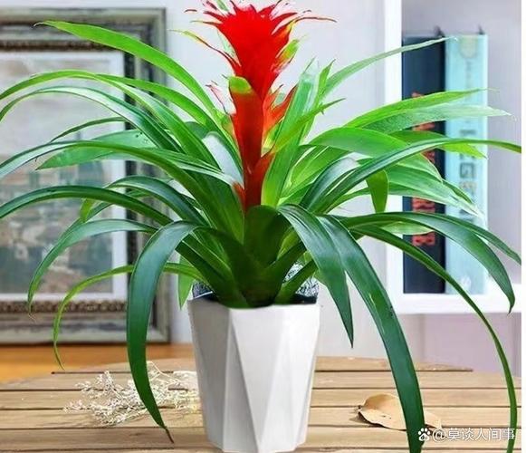 鸿运当头有哪些常见品种？-图1