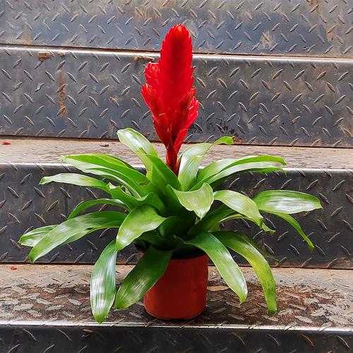 鸿运当头有哪些常见品种？-图2