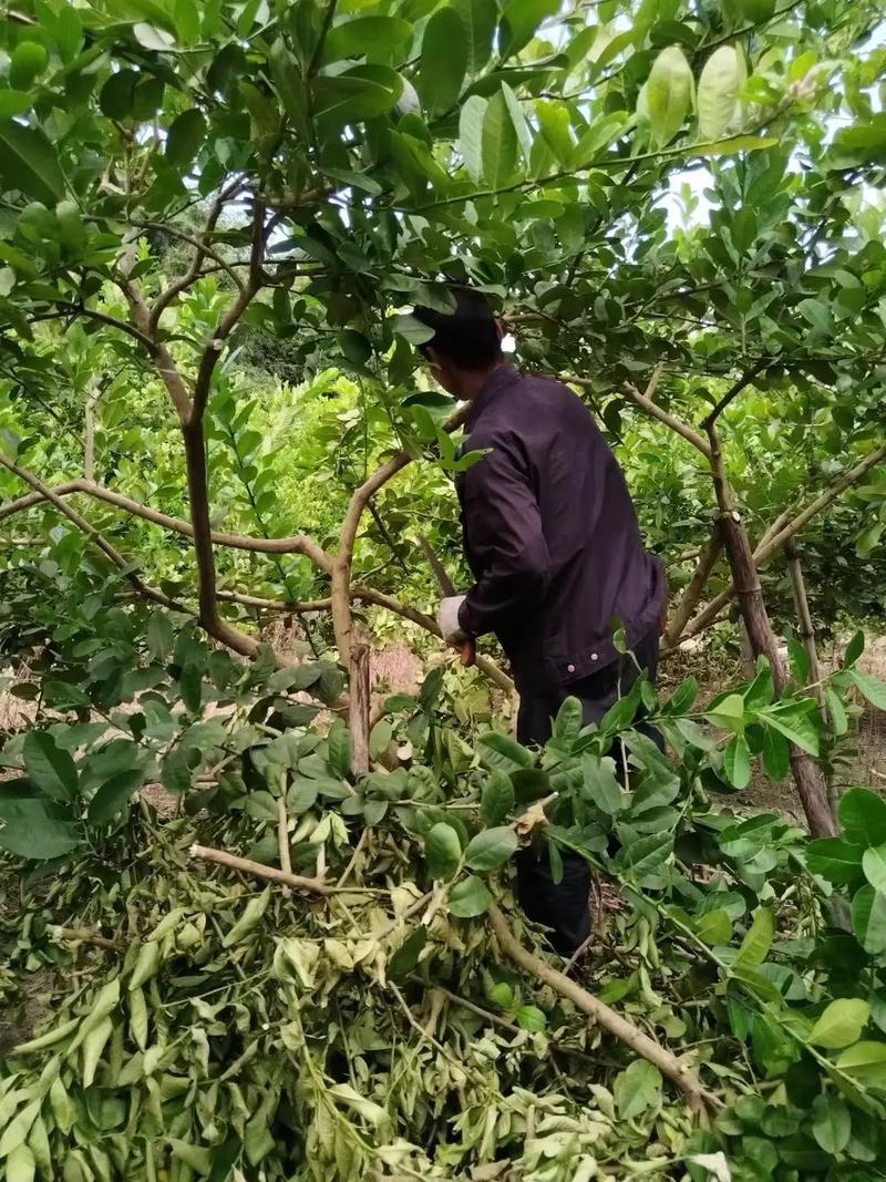 柠檬修剪如何科学管理?-图1 柠檬修剪如何科学管理?-图1