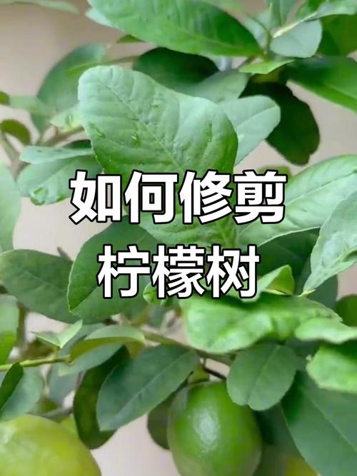 柠檬修剪如何科学管理？-图2
