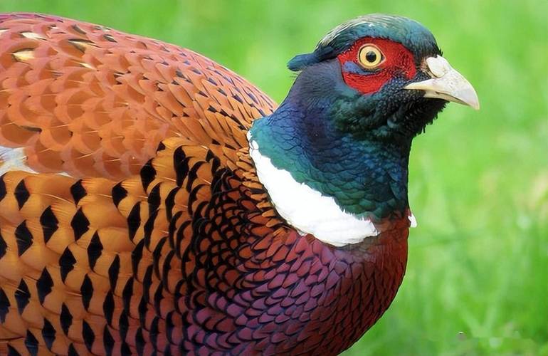 野鸡品种有哪些？附图片看特征？-图2