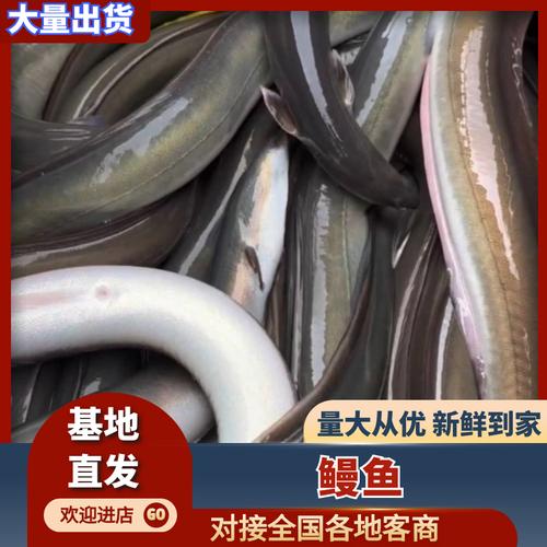 鳗鱼批发价差异大？地区影响如何？-图1