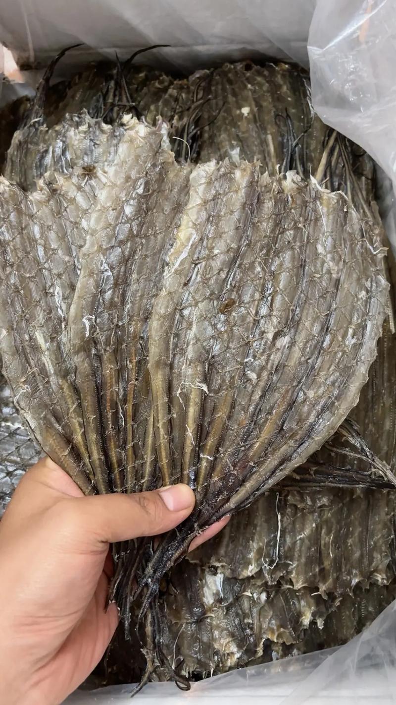 鳗鱼批发价差异大？地区影响如何？-图2