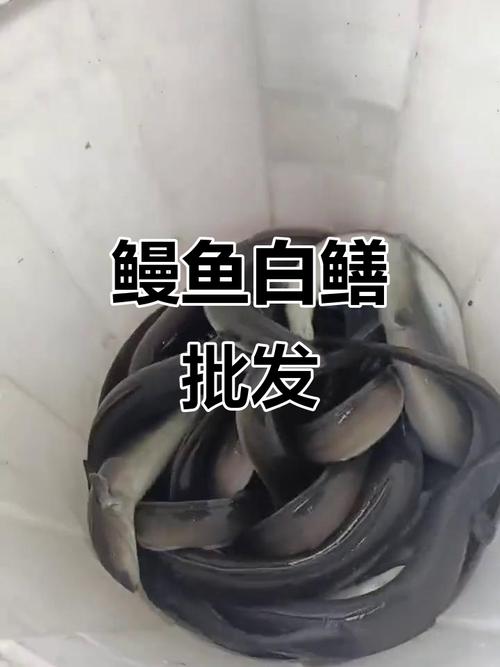 鳗鱼批发价差异大？地区影响如何？-图3