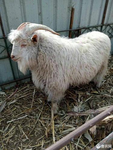 辽宁快速肉用种羊品种有哪些优势？-图1