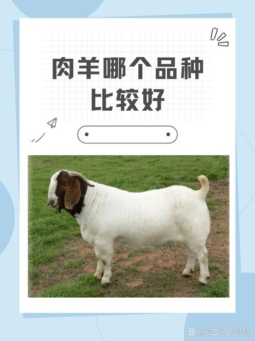 辽宁快速肉用种羊品种有哪些优势？-图3