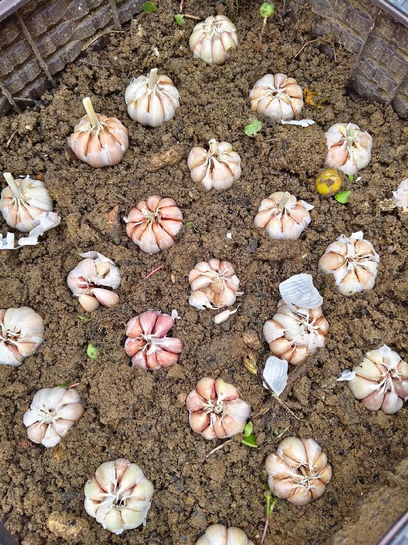 大棚蒜黄怎么种？视频教你关键技术-图1