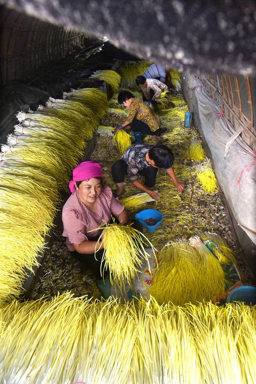 大棚蒜黄怎么种？视频教你关键技术-图2