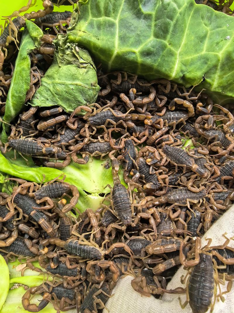 甘肃天水秦安蝎子品种有何独特之处？-图2