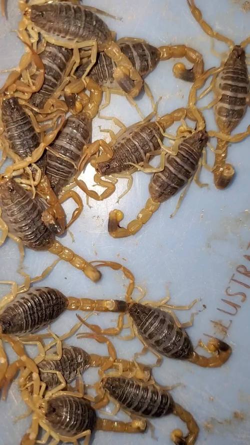 甘肃天水秦安蝎子品种有何独特之处？-图3