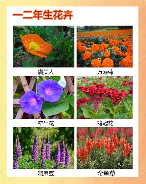 城市观光花卉有哪些常见品种名称？-图1