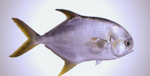 广东水产养殖品种有哪些特色？-图2