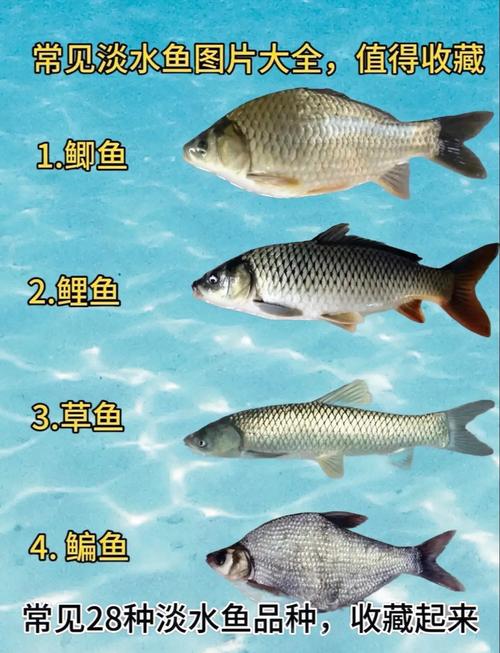 南方淡水养殖鱼类品种-图3