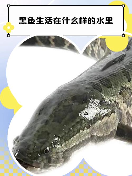 庭院黑鱼养殖技术视频，怎么养才高效？-图1