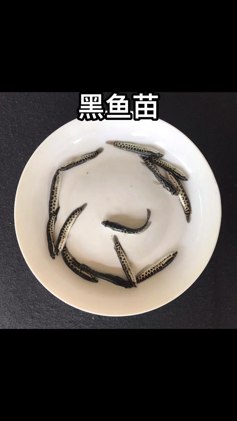 庭院黑鱼养殖技术视频，怎么养才高效？-图2