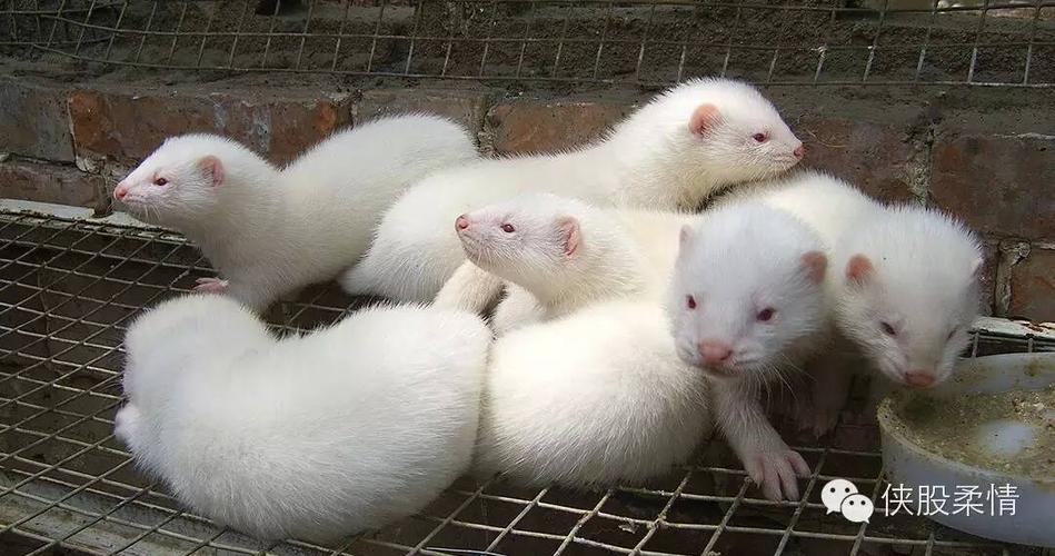 水貂狐狸养殖技术视频哪里看？-图3