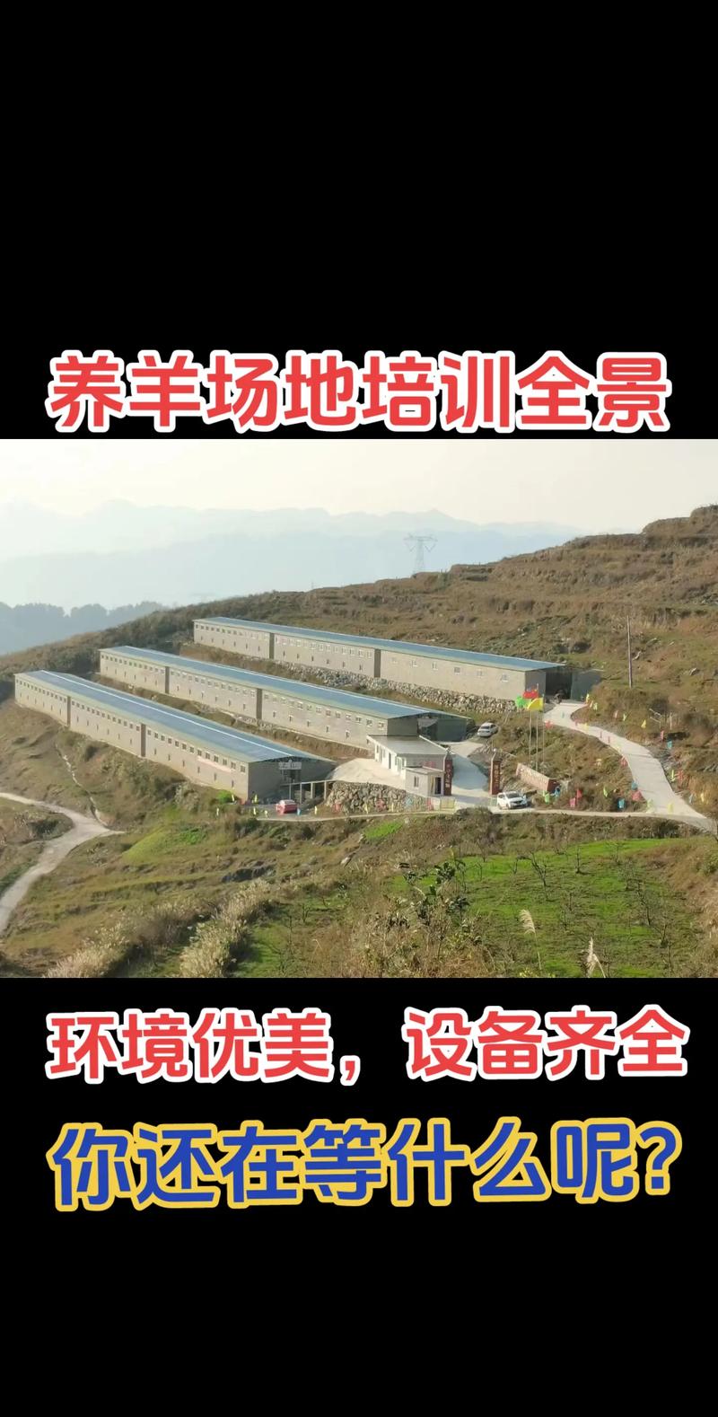 哪里可以学养羊 技术-图1 哪里可以学养羊 技术-图1