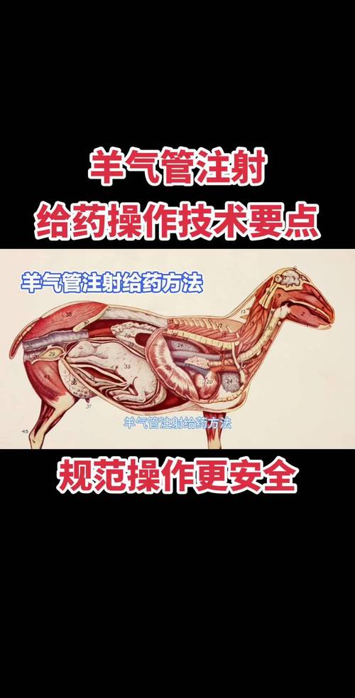 哪里可以学养羊 技术-图3 哪里可以学养羊 技术-图3