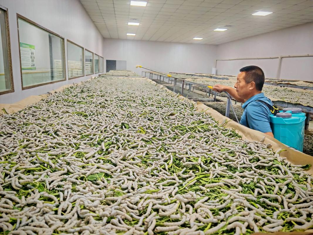 蚕蛹养殖技术视频怎么学才高效？-图1