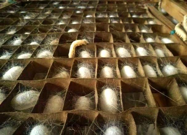 蚕蛹养殖技术视频怎么学才高效？-图2