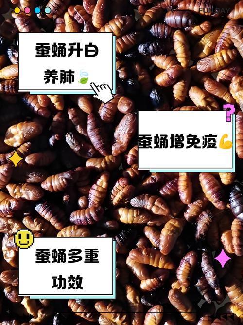 蚕蛹养殖技术视频怎么学才高效？-图3