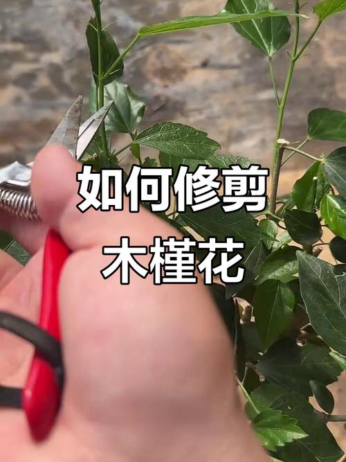 南方桑树修剪有何管理技术要点？-图1