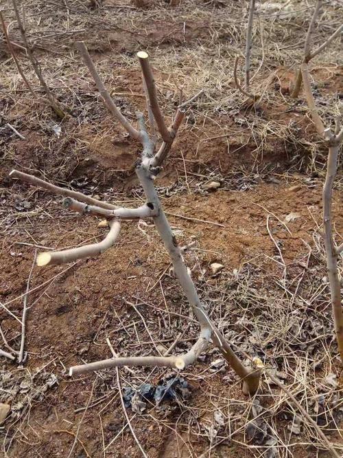 南方桑树修剪有何管理技术要点？-图2