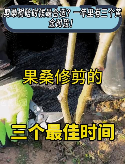 南方桑树修剪有何管理技术要点？-图3