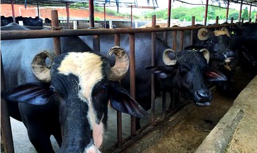 广西水牛品种有哪些？-图1