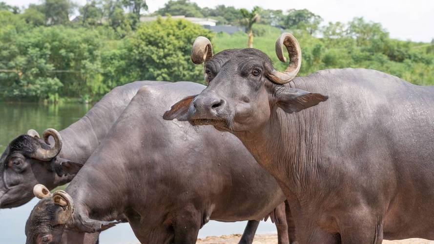广西水牛品种有哪些？-图2