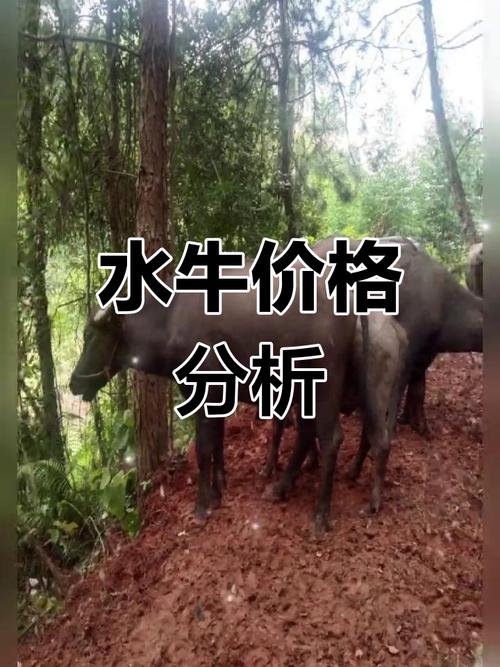 广西水牛品种有哪些？-图3