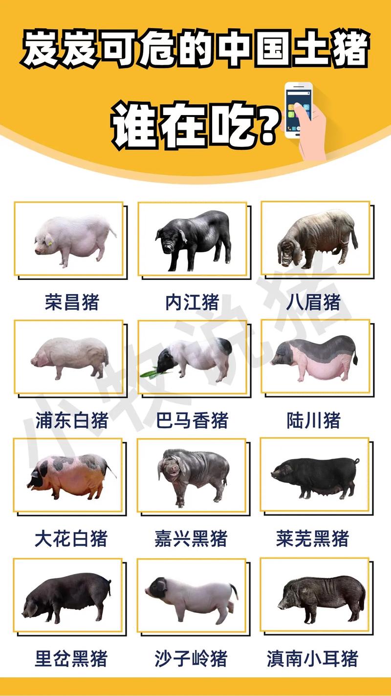 中国有哪些知名黑猪品种？-图3
