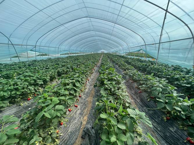 大棚草莓种什么品种好？-图1