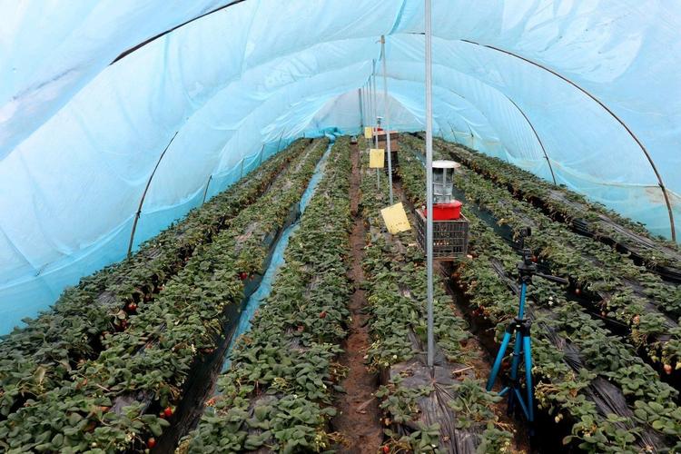 大棚草莓种什么品种好？-图2