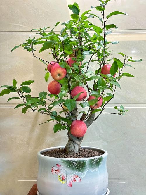 果树盆景种植视频，新手能快速学会吗？-图1