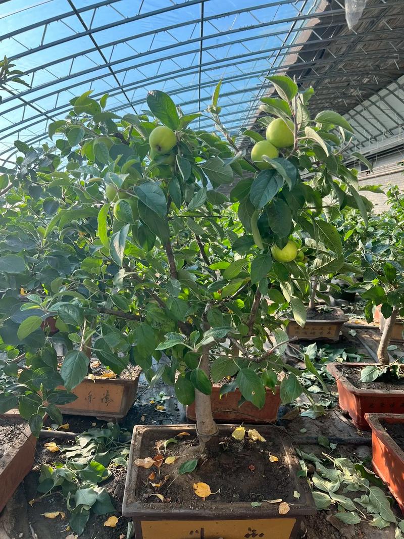 果树盆景种植视频，新手能快速学会吗？-图3