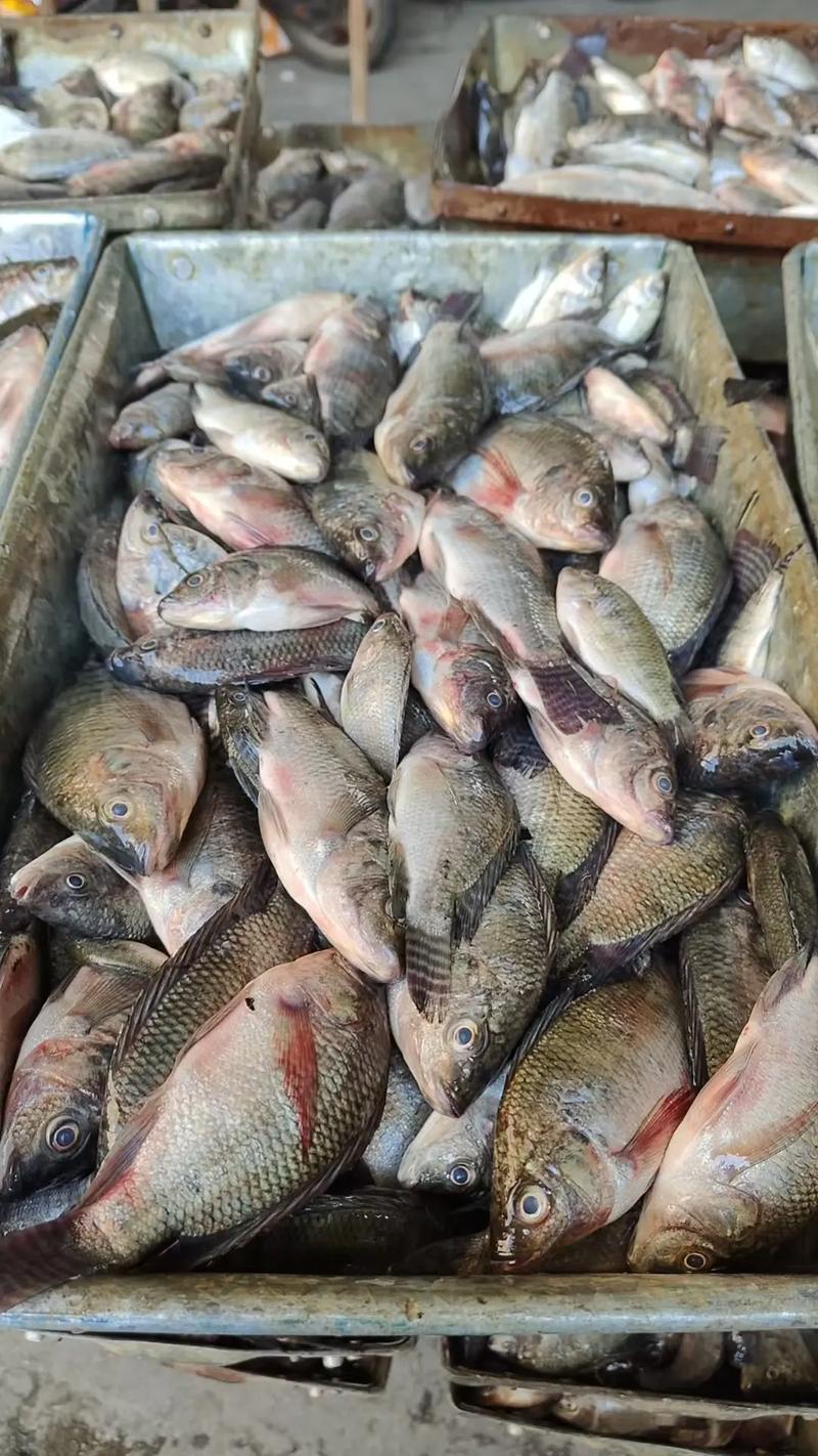 淡水罗非鱼养殖技术有哪些关键要点？-图1