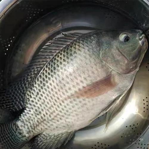 淡水罗非鱼养殖技术有哪些关键要点？-图3